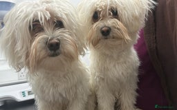 Bichon Frise dogs for sale: Two small Bichon Frise ready for their new home - Image 1