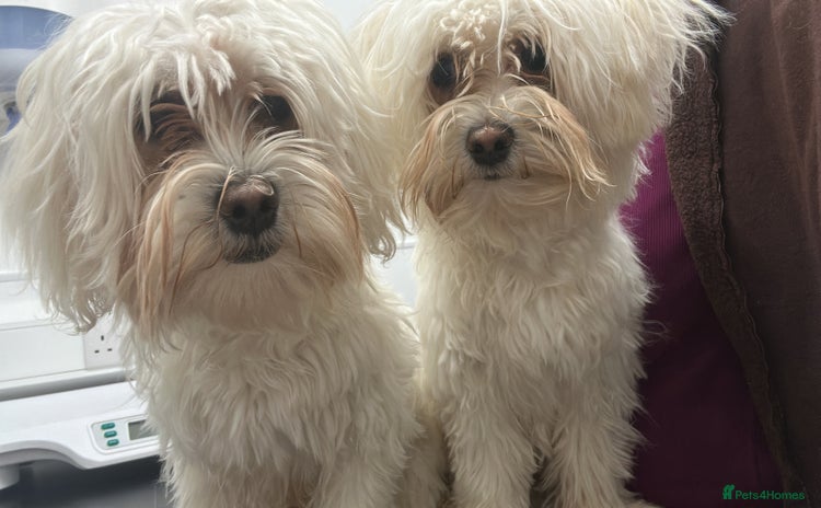Bichon Frise dogs - Advert 1