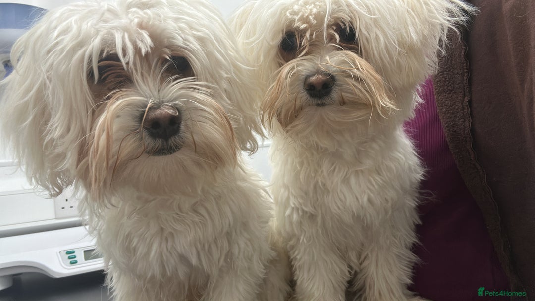 Bichon Frise dogs for sale: Two small Bichon Frise ready for their new home - Image 1