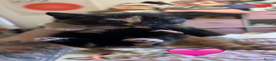 British Shorthair Kitten 6