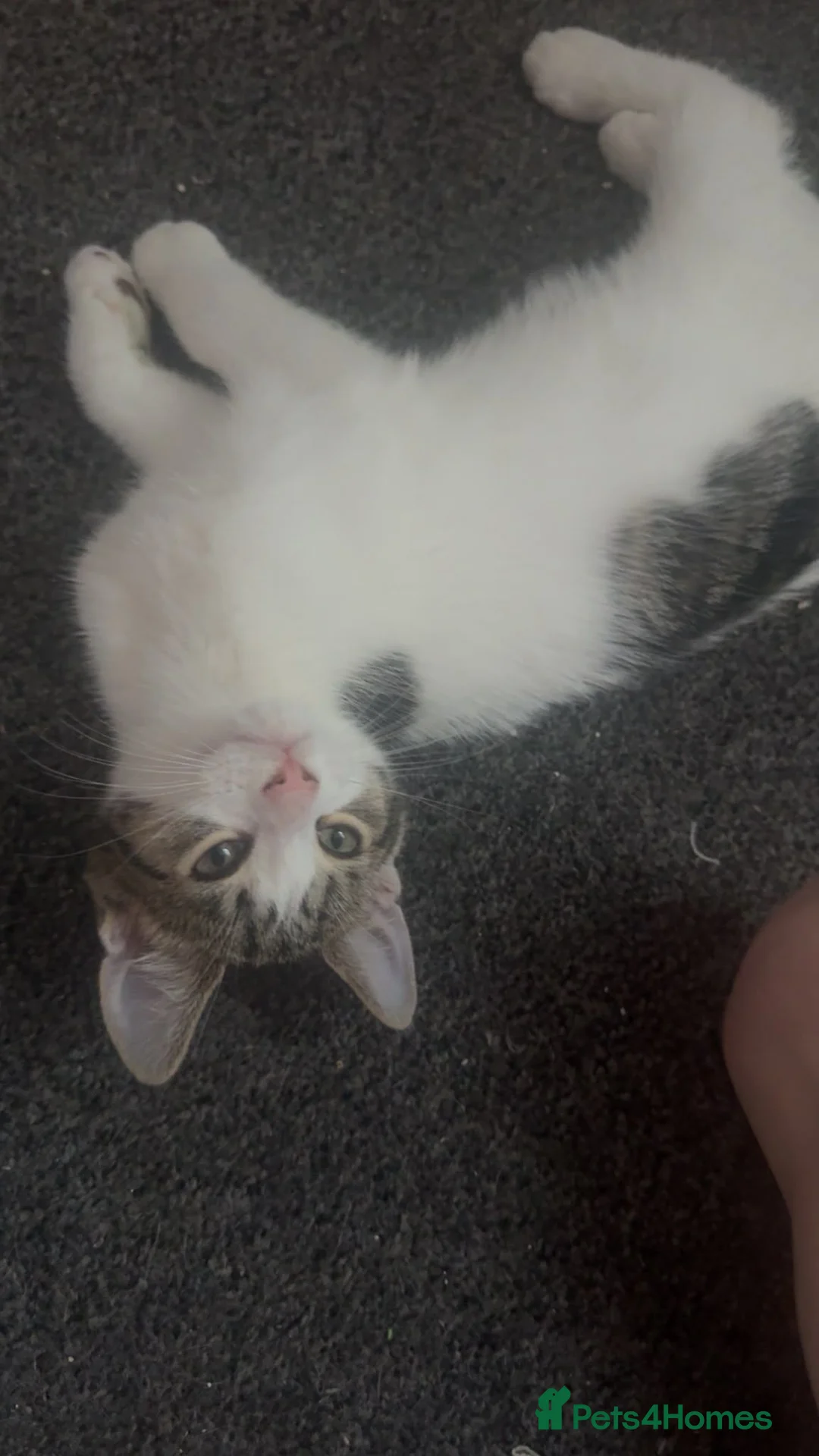 Mixed Breed cats for sale: 1 female kitten  - Advert 2