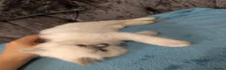 Ragdoll cats for sale: 💛GCCF Registered 💛Ragdoll kittens   - Advert 15