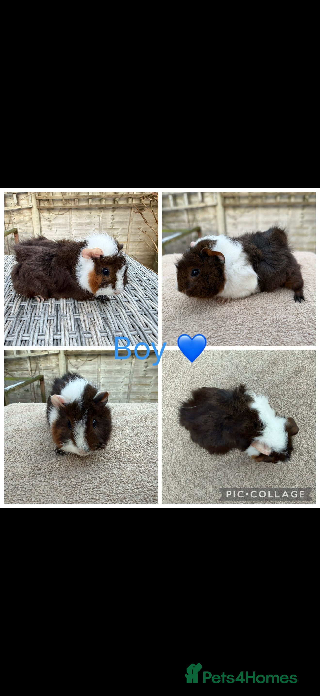 Guinea Pig rodents Male & Female Guinea pigs(Teddy,Funky,Abby,Smooth) - Advert 8