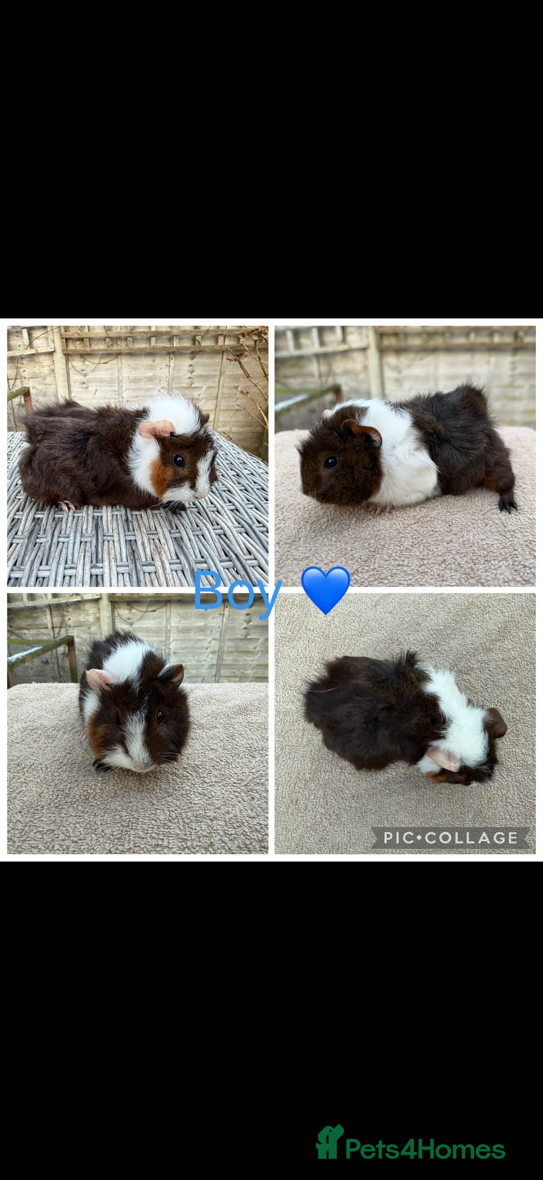 Guinea Pig rodents for sale: Male & Female Guinea pigs 👀 for new laps 🥰 - Advert 11