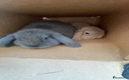 Mini Lop rabbits for sale: 2 mini lops - Image 11