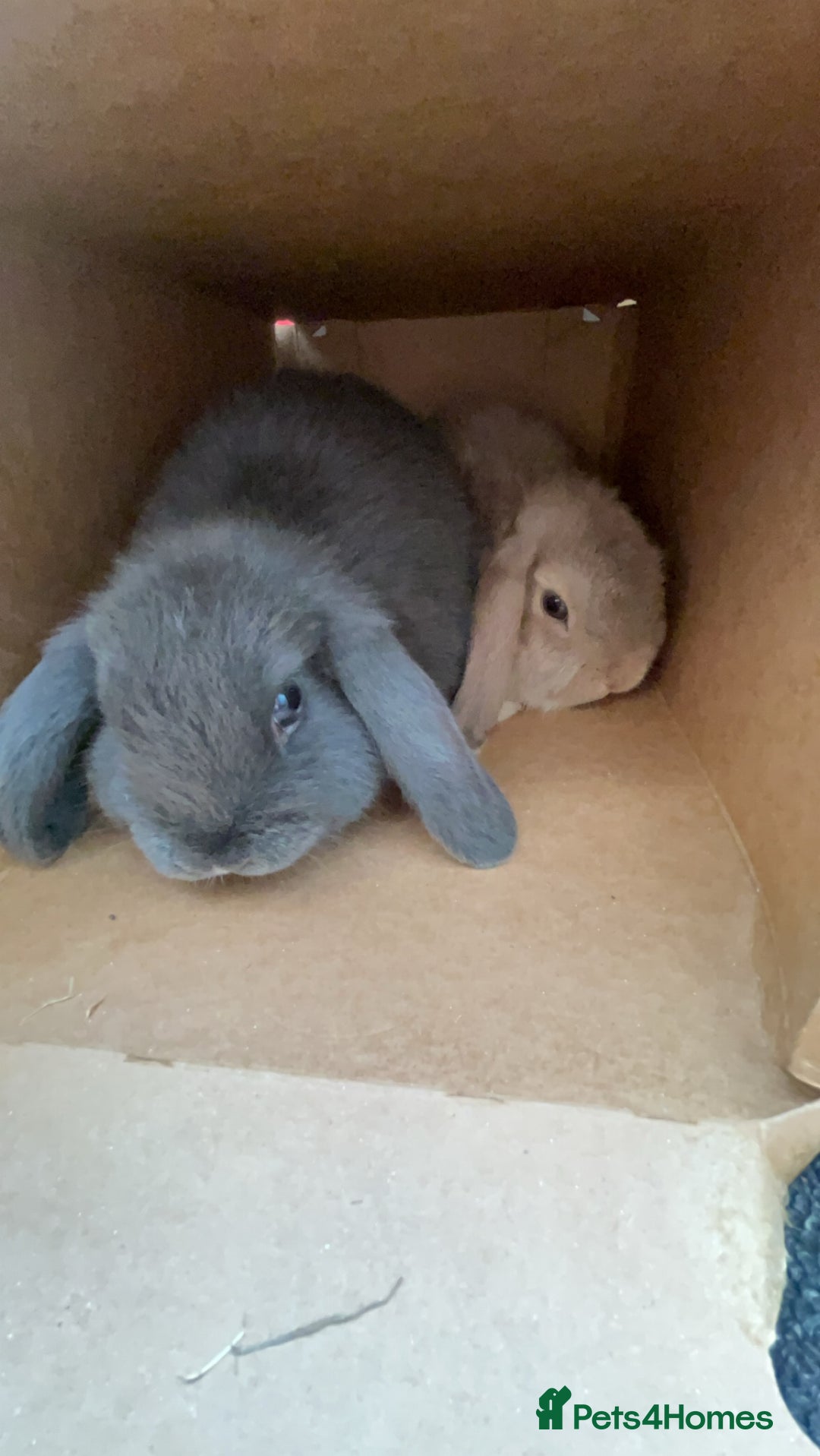 Mini Lop rabbits for sale: 2 mini lops - Image 11