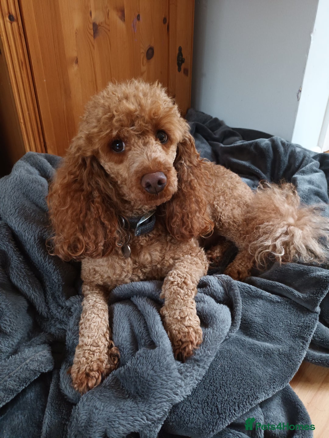 Miniature Poodle dogs for stud: Deep Red Extensively Health Tested Boy in Bognor Regis - Image 5