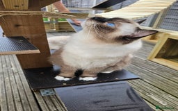 Ragdoll cats for sale: 💎 2 Exceptional Pedigree Ragdolls-young adults💎 - Image 21