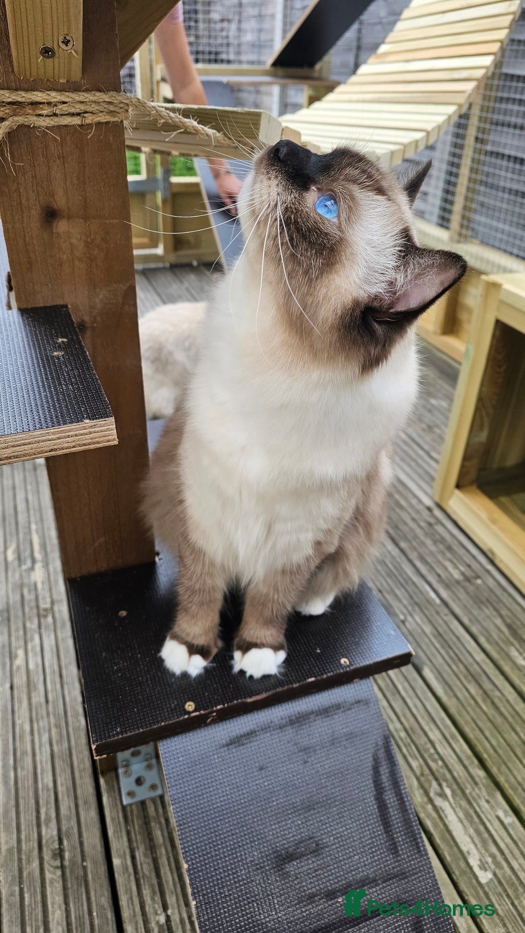 Ragdoll cats for sale: 💎 2 Exceptional Pedigree Ragdolls-young adults💎 - Image 21