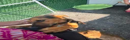 Mixed Breed dogs for adoption: Vic - Norwich Norfolk  - Advert 7