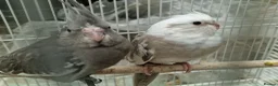 Cockatiels birds for sale: Super silly hand tamed baby budgies  - Advert 20