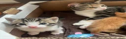 Mixed Breed cats for sale: Beautiful kittens need loving homes 🩷 in London - Advert 16