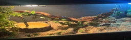Corn Snake reptiles for sale: Corn snake & Vivarium - Advert 6