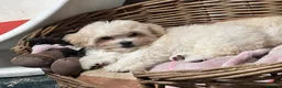 Maltipoo dogs for sale: Rare mix Russian Toy Poodle&Korean Maltese Puppy - Advert 29