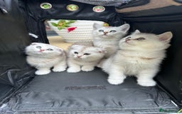Scottish Fold cats for sale: 4 Scottish Silver Chinchilla Kittens  - Image 1