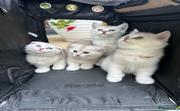 Scottish Fold cats - Advert 14