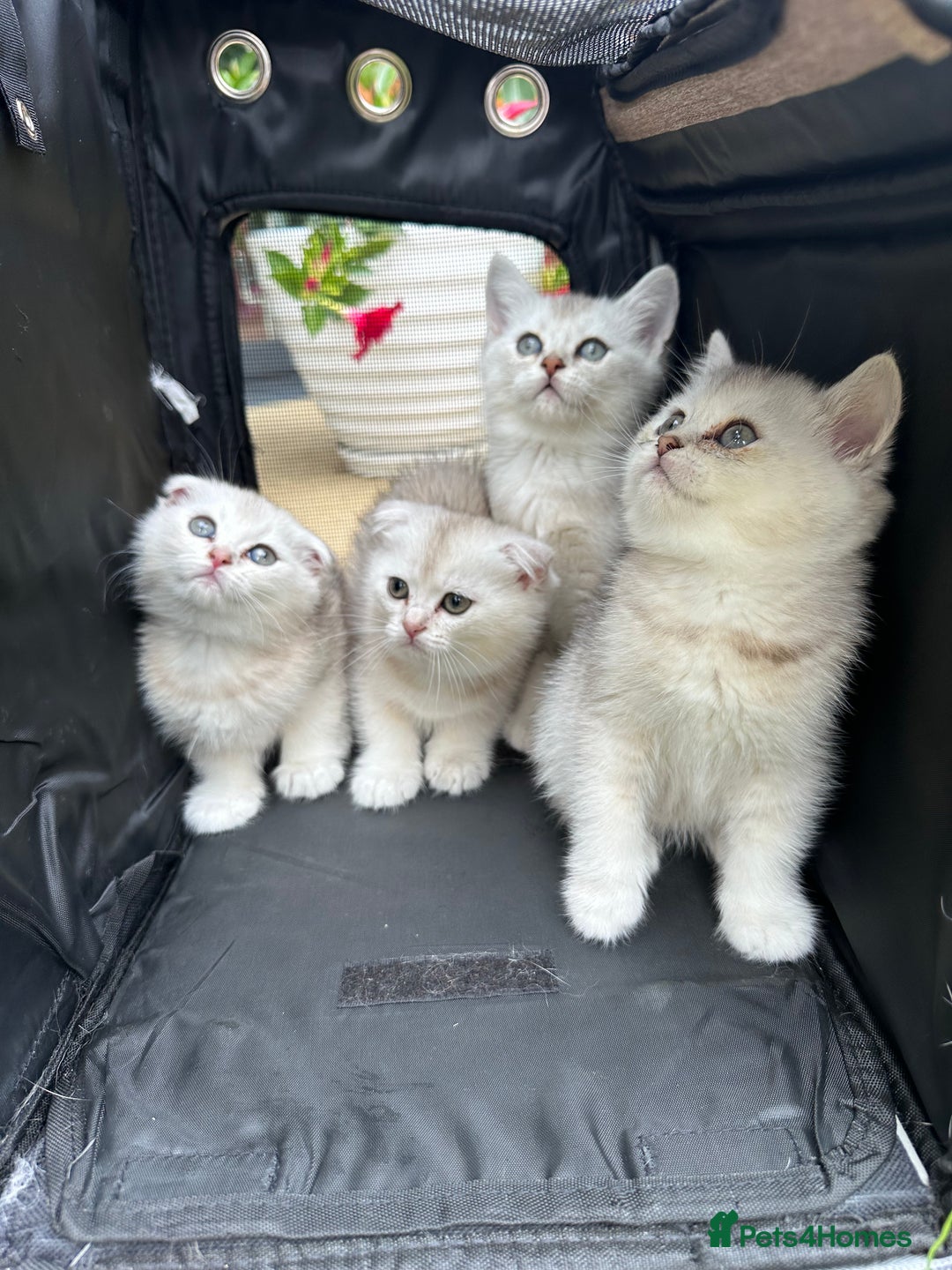 Scottish Fold cats for sale: 4 Scottish Silver Chinchilla Kittens  - Image 1