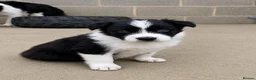 Border Collie dogs for sale: Gorgeous Border collie pups. KC registered.  - Advert 13