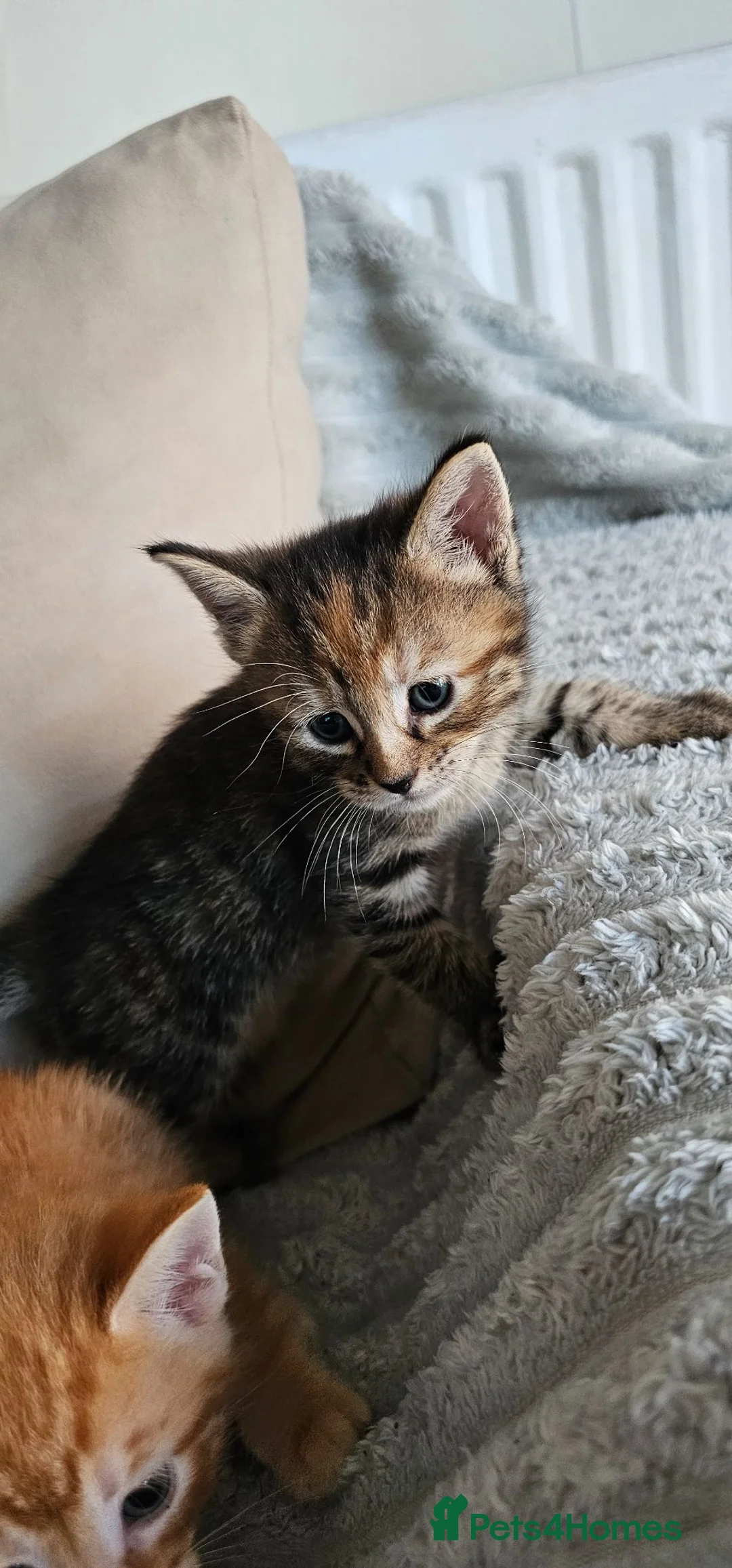 British Shorthair cats for sale: Kittens for sale - Advert 5