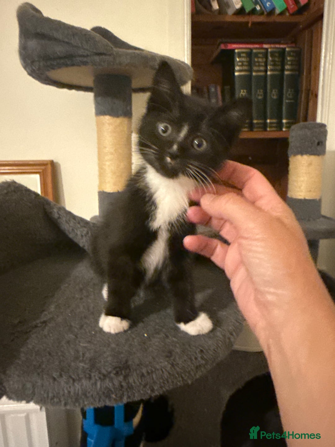 Mixed Breed cats for sale: Beautiful Black jand White female for sale  - Image 2