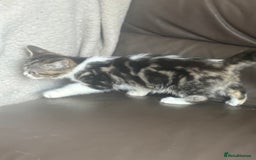 Mixed Breed cats for sale: Maincoon x Scottish fold  - Image 21