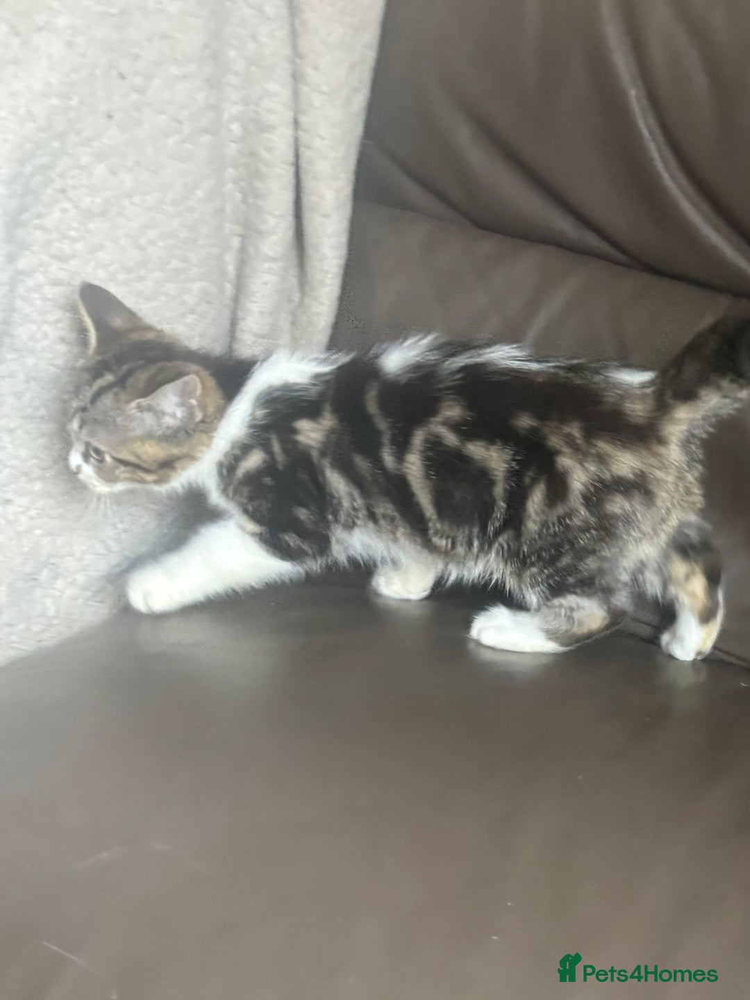 Mixed Breed cats for sale: Maincoon x Scottish fold  - Image 21
