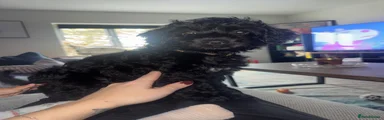 Cockapoo 1