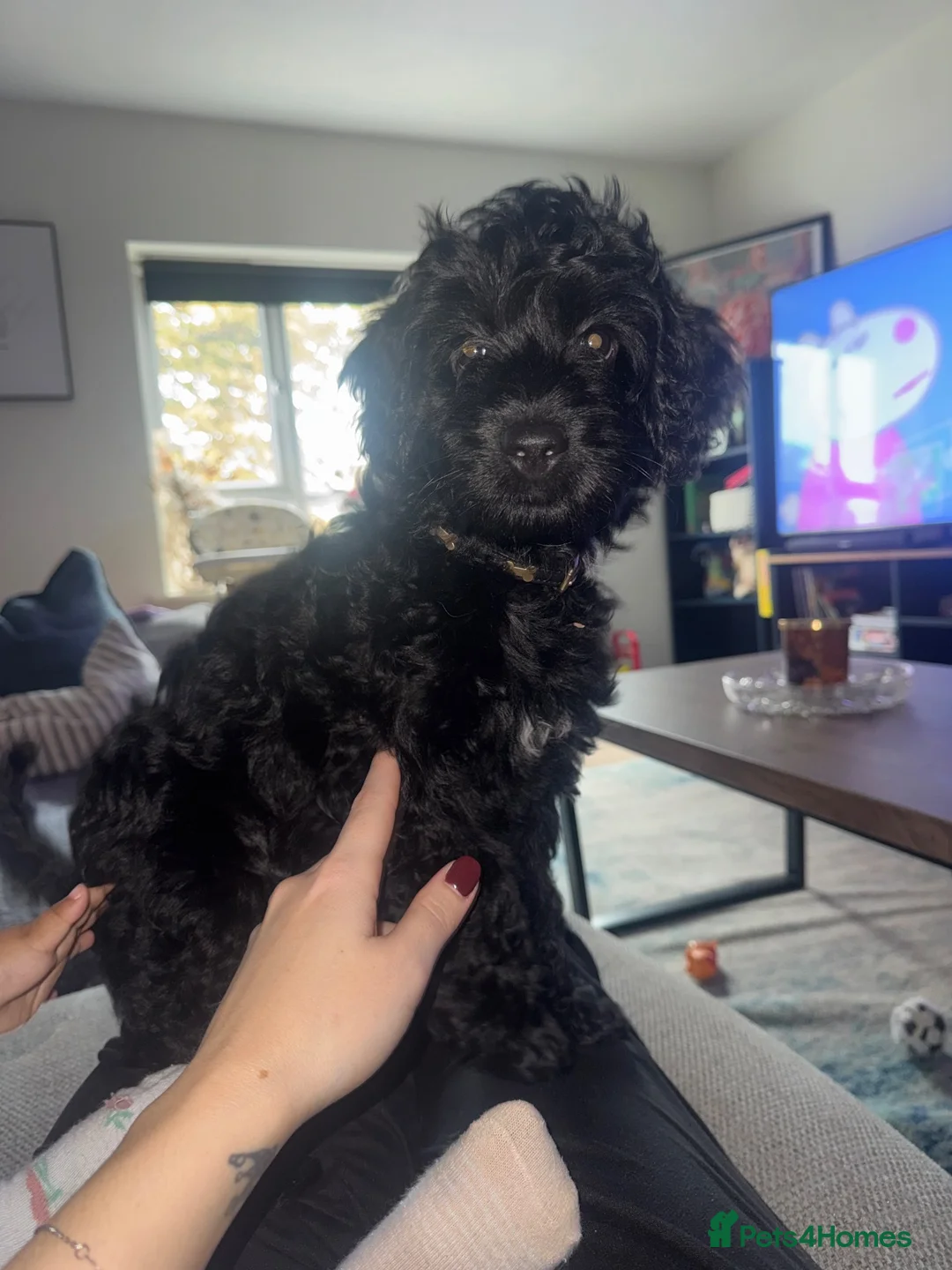Cockapoo dogs for sale: BLACK COCKAPOO  - Advert 2