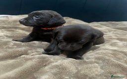 Labrador Retriever dogs for sale: Labrador puppies - Advert 5