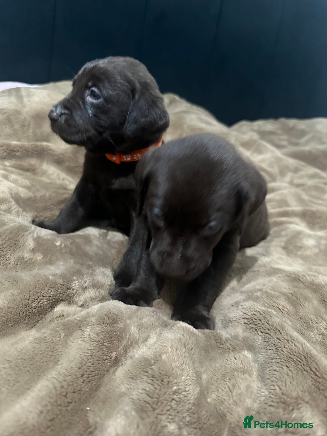 Labrador Retriever dogs for sale: Labrador puppies - Advert 5