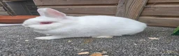 Netherland Dwarf rabbits for sale: Netherland Dwarf kits black otter, agouti vienna  - Advert 4