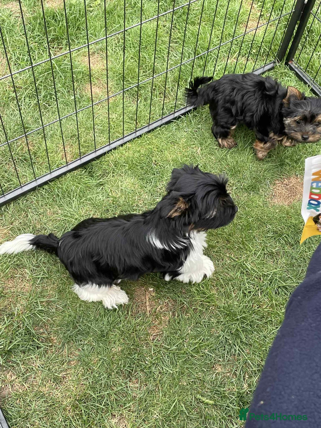 Yorkshire Terrier dogs for sale: Two Yorkshire Terrier Biewer Puppies - Image 4
