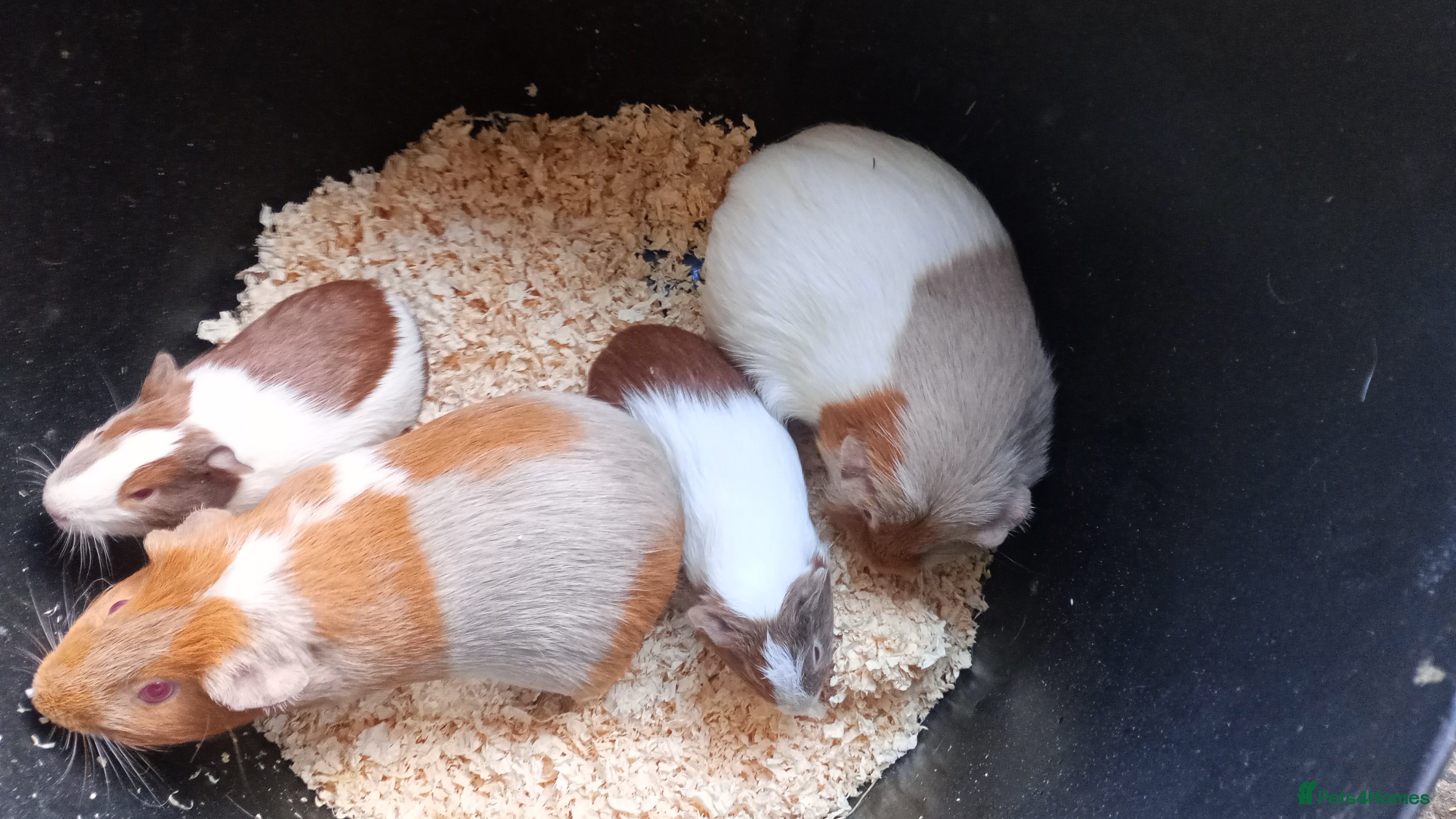 Guinea Pig rodents Various Guinea pigs - Advert 3