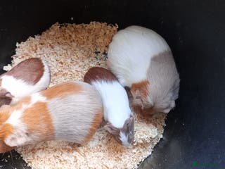 Guinea Pig rodents Various Guinea pigs - Advert 6