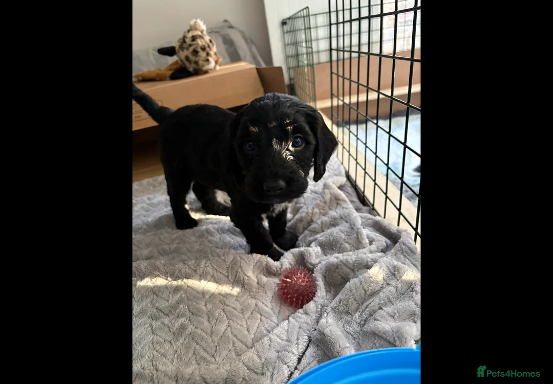 Mixed Breed dogs for sale: Miss Red - Advert 4