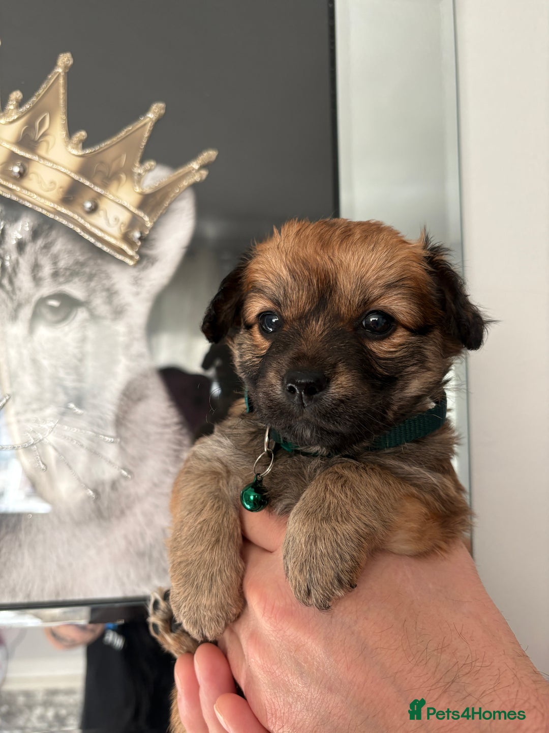 Mixed Breed dogs for sale: Italian volpino x deer head chihuahua puppies  - Advert 16