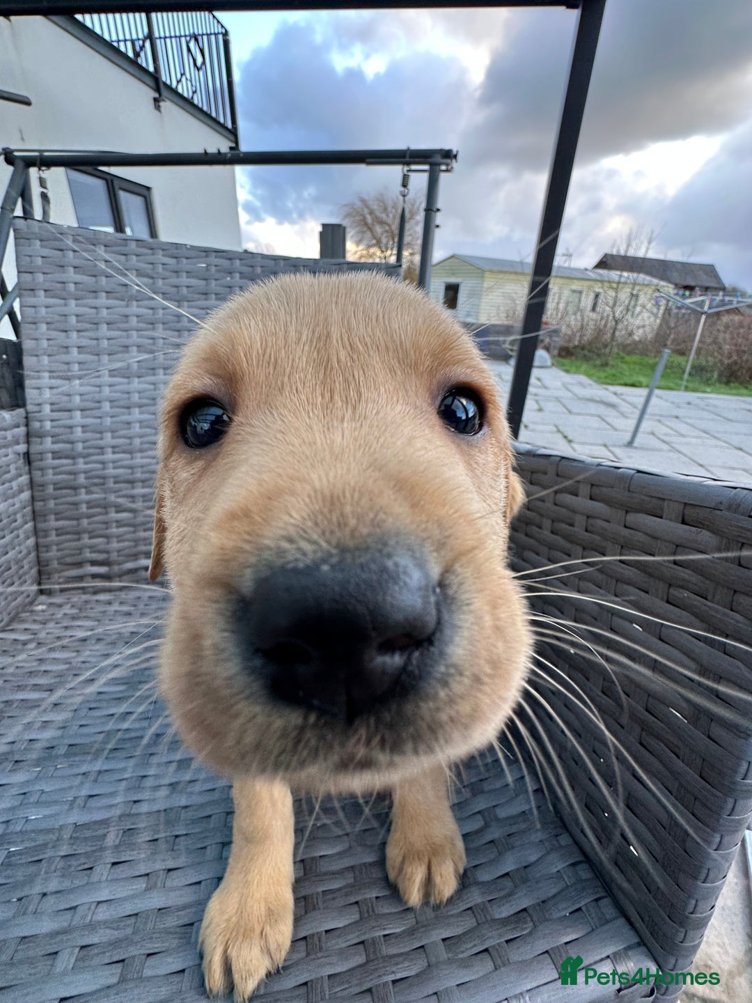 Labrador Retriever dogs for sale: 7 week old fantastic labrador pups  - Advert 4