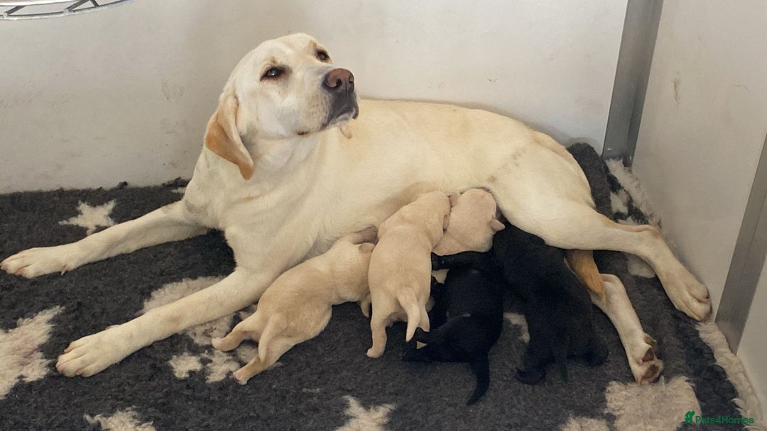 Labrador Retriever dogs for sale: Yellow and Black Labrador puppies  - Image 17
