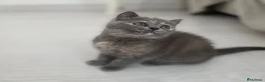British Shorthair 2