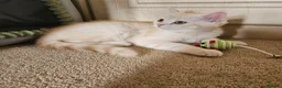 Scottish Fold cats for sale: Adorable Scottish Fold Straight Ear Tabby Kittens  - Advert 8