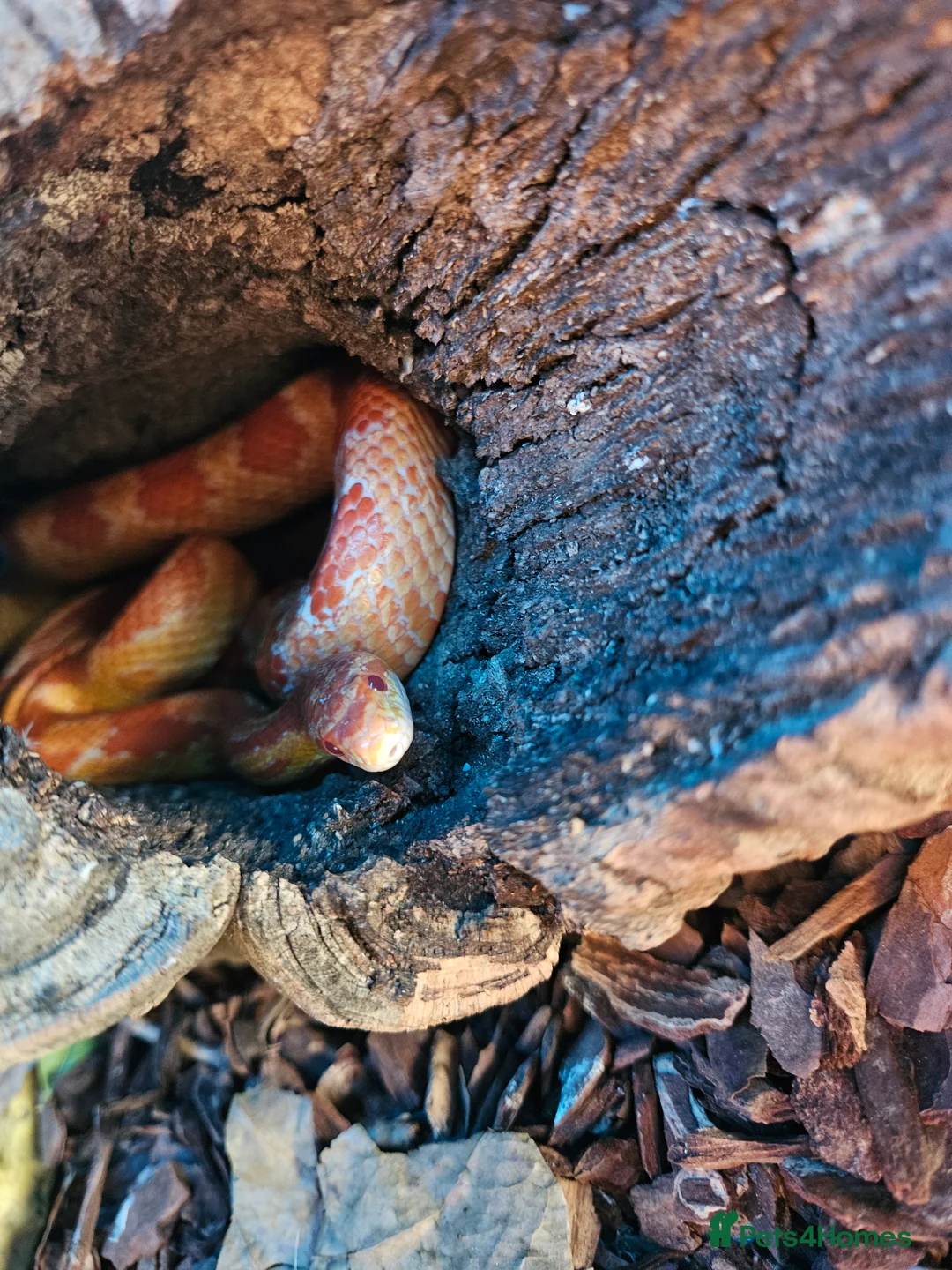Corn Snake reptiles for sale: Breeding pair of corn snakes  - Advert 5