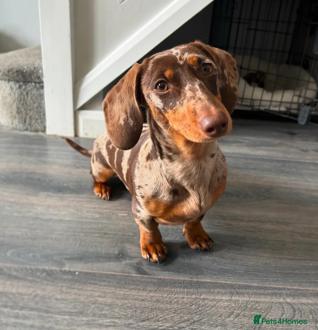 Miniature Dachshund dogs for sale: Pedigree registered miniature dachshund in Tamworth - Advert 2