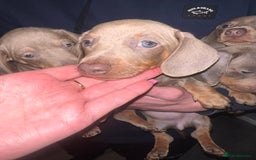 Miniature Dachshund dogs for sale: Isabella & Tan Mini Dachshund puppies 🤎 - Advert 2