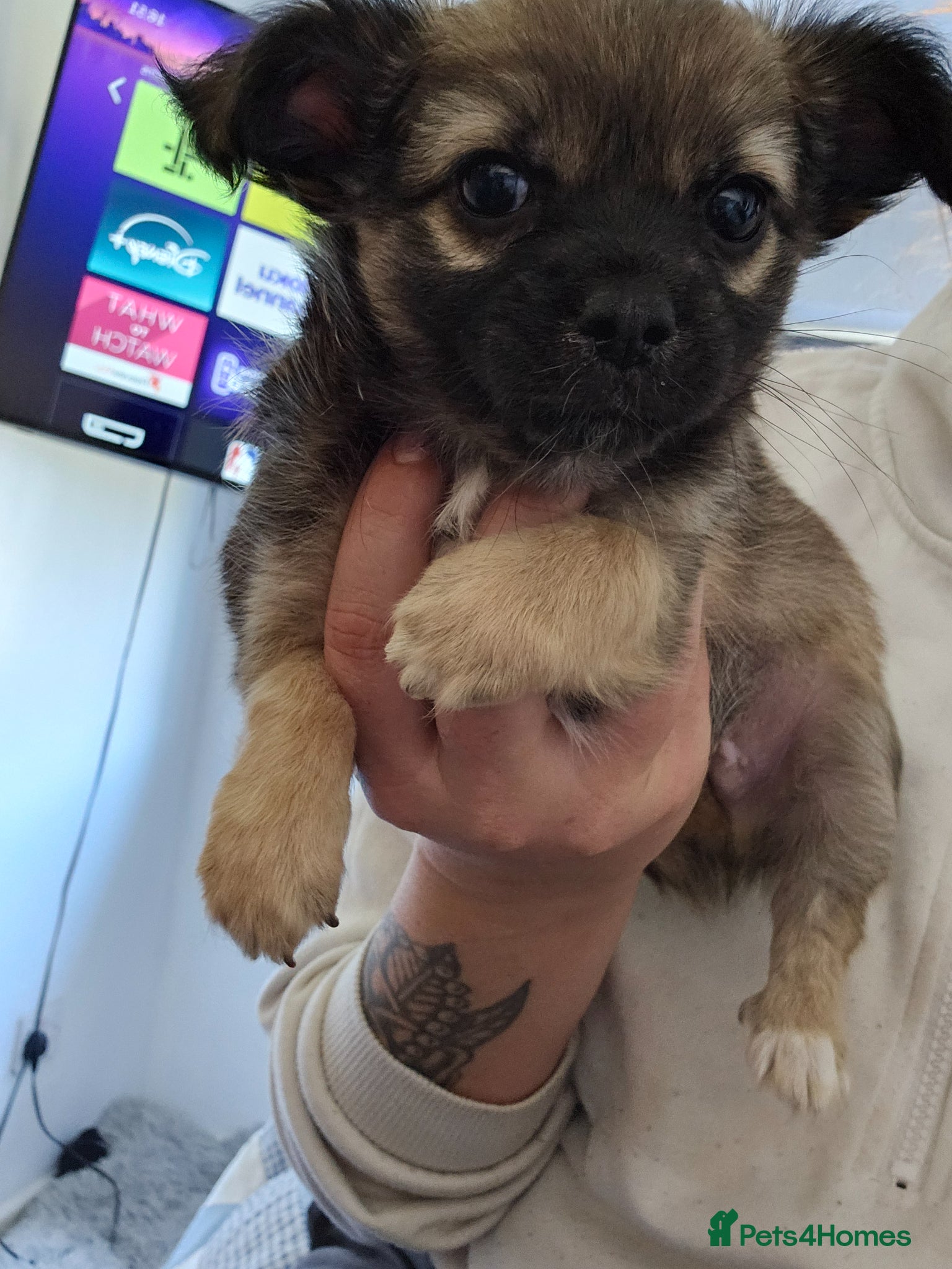 Chihuahua dogs beautiful long haired chihuahua puppy forsale  - Advert 1