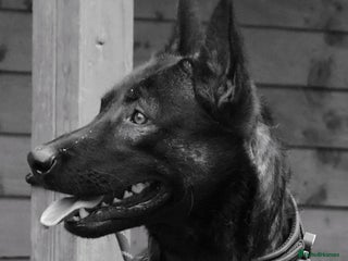 Mixed Breed dogs Bullherders top working lines - Advert 1