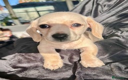 Miniature Dachshund dogs for sale: Miniature dachshund puppies  - Advert 8