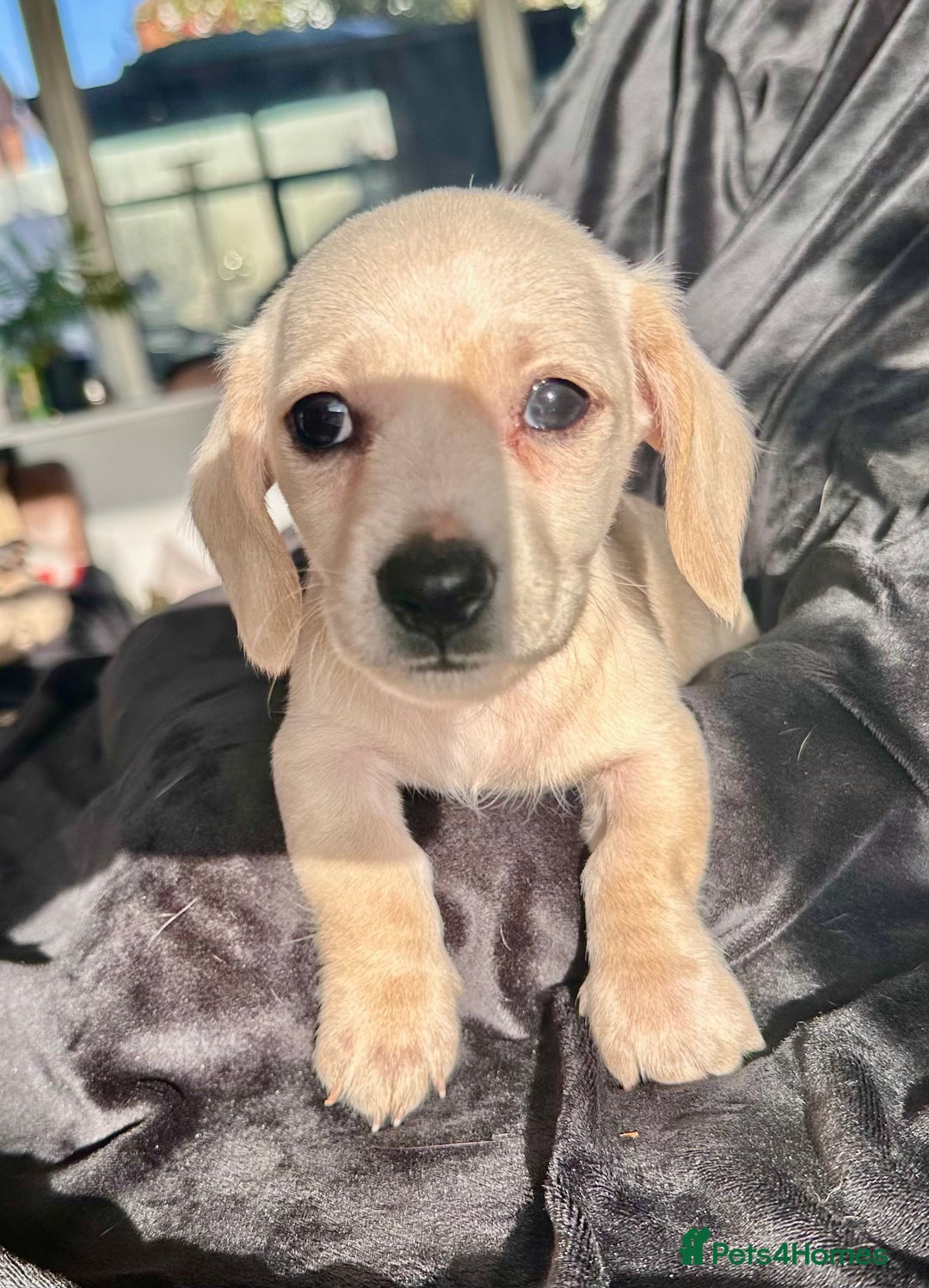 Miniature Dachshund dogs for sale: Miniature dachshund puppies  - Advert 8