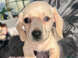 Miniature Dachshund dogs Miniature Dachshund Puppies. Cream, Dapple - Advert 3