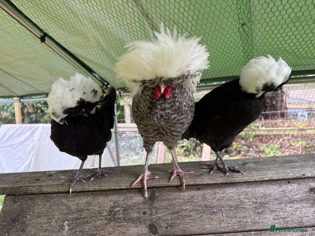 Chickens poultry for sale: Poland bantam breeding trios available - Image 11