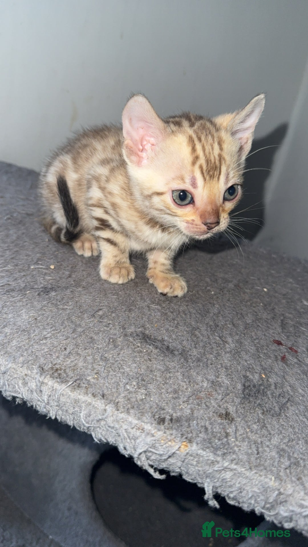 Bengal cats for sale: Bengal kittens  - Advert 25